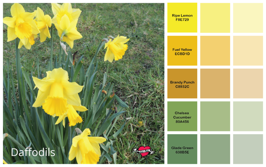 Use these perfect color palettes for all your design needs. This daffodil was growing in Febrary in Vancouver, BC Canada - the perfect contrast to the chills of winter. #colorpalette #DIYhomedecor