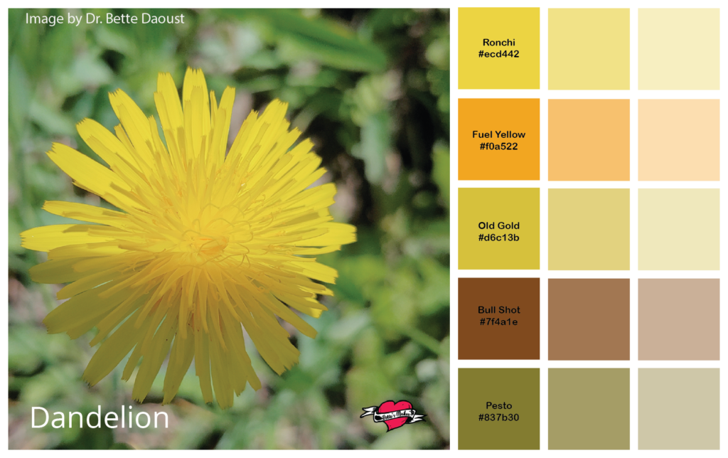 Color Guide Dandelion by BettesMakes