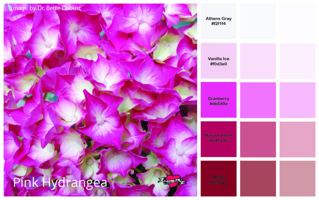 Color Guide - Pink Hydrangea
