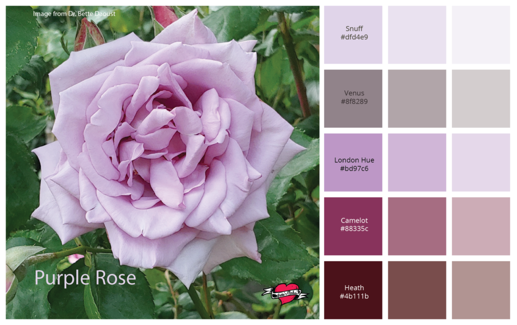 Color Palette - Purple Rose